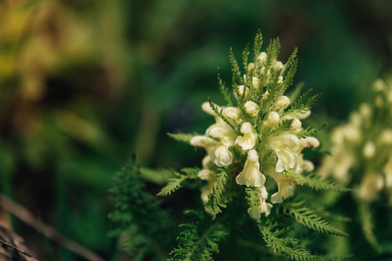 Closeup of a white flower pedicularis in the mountains in Bavaria Germany